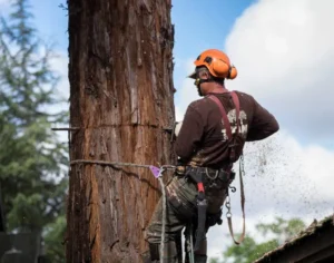 Tree Stump Removal Service