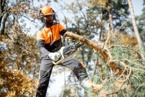 Tree Surgeon Swindon