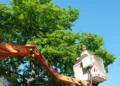 cheap tree trimming service