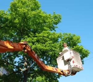 cheap tree trimming service