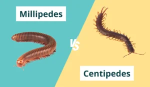 The Best Solutions for Centipede and Millipede Control in El Paso