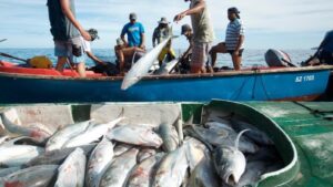 Fishing Trip In Qatar