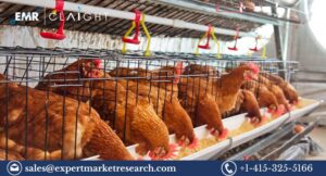 Poultry Market