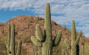 fallen Saguaro cactus