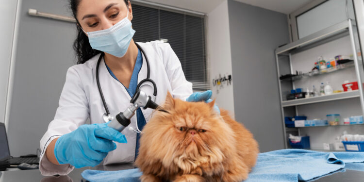 The Ultimate Guide to Choosing the Right Pet Veterinary Clinic in Qatar