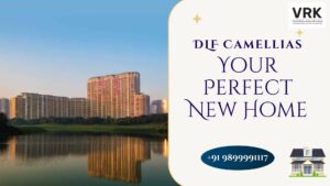 DLF Camellias