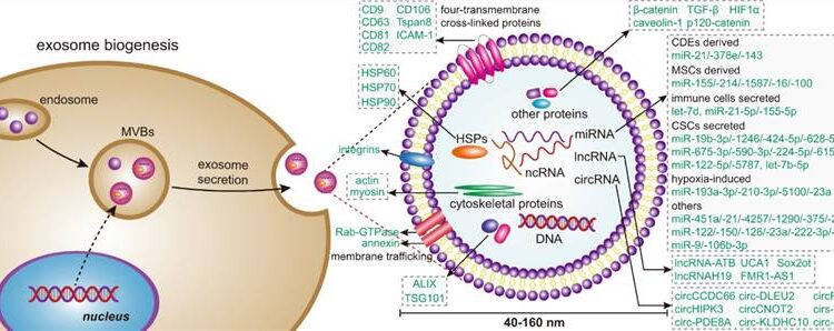 Exosome Labeling & Purification