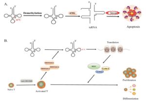 tRNA Modification Detection