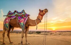 Trip to Rajasthan