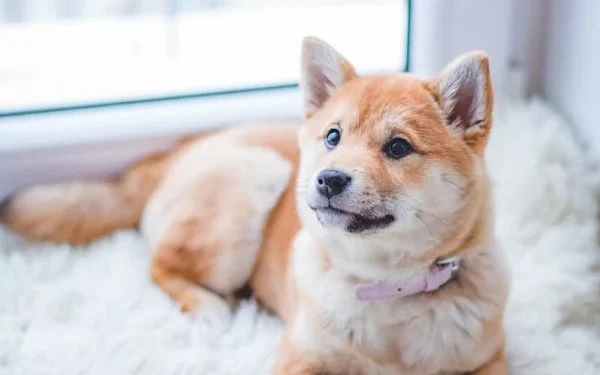 Dog Food Online Buy 2025: Trends, Tips & Top Options