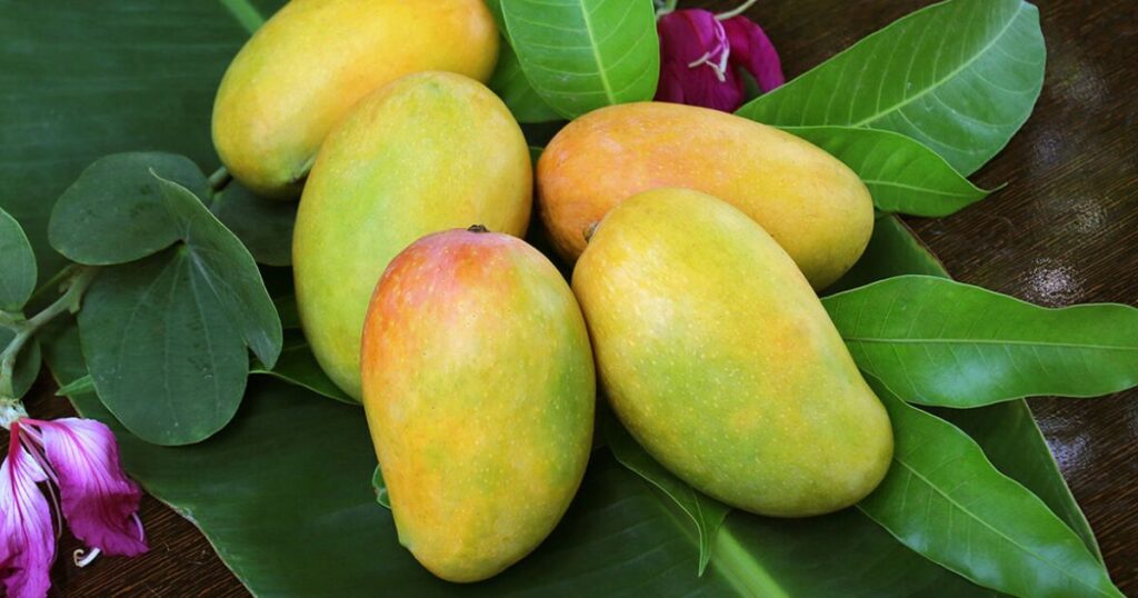 Buy Export Quality Chaunsa Mango