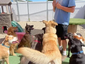A professional dog board and training Chicago program where multiple dogs are focused on a trainer during an outdoor obedience session.