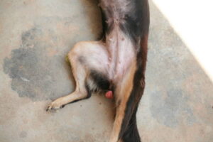 dog umbilical hernia surgery recovery
